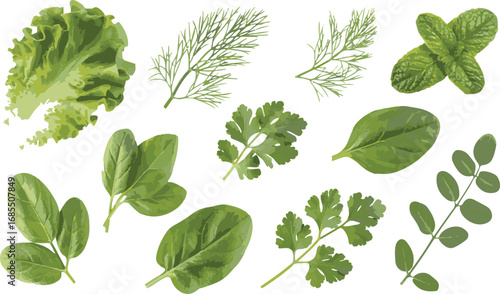 Fresh Herbs Vector Illustration with Lettuce, Dill, Mint, and Spinach Elements