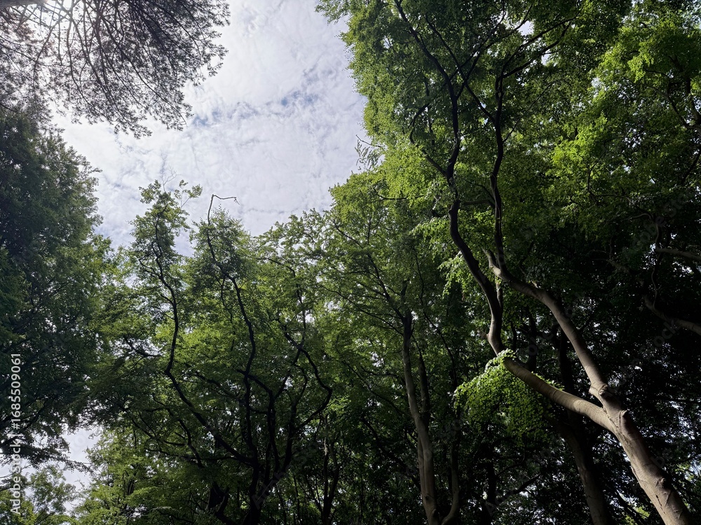 Obraz premium Beautiful green trees in park, low angle view