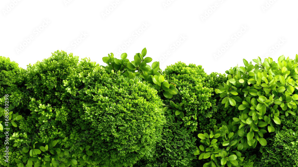 Fototapeta premium Lush green bushes in a horizontal row