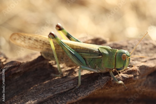Wallpaper Mural One locust on snag against blurred background, closeup Torontodigital.ca