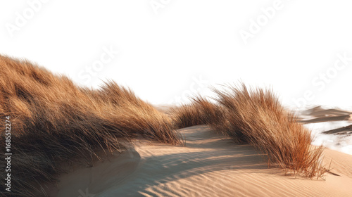 Desert dunes with tall grass