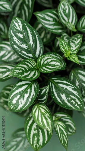 Close-up of patterned houseplant leaves