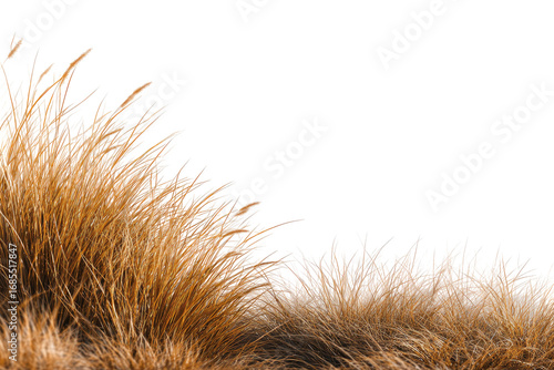 Close-up of a textured fur or grass, tan and light brown, with a diagonal edge against a black background