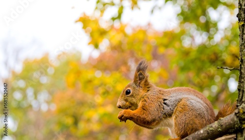 Red squirrel in autumnal forest