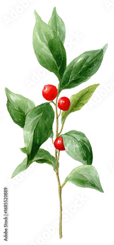 A detailed illustration of a plant stem with leaves and berries. -drawn
