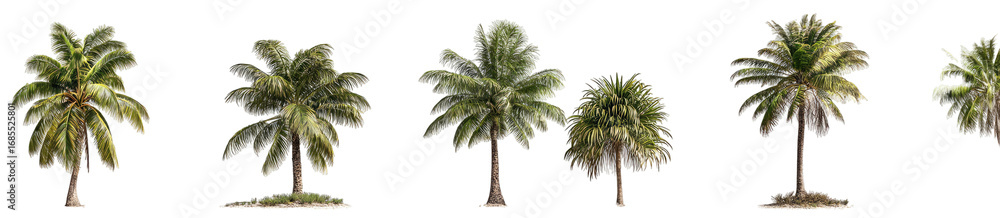Fototapeta premium Multiple palm trees