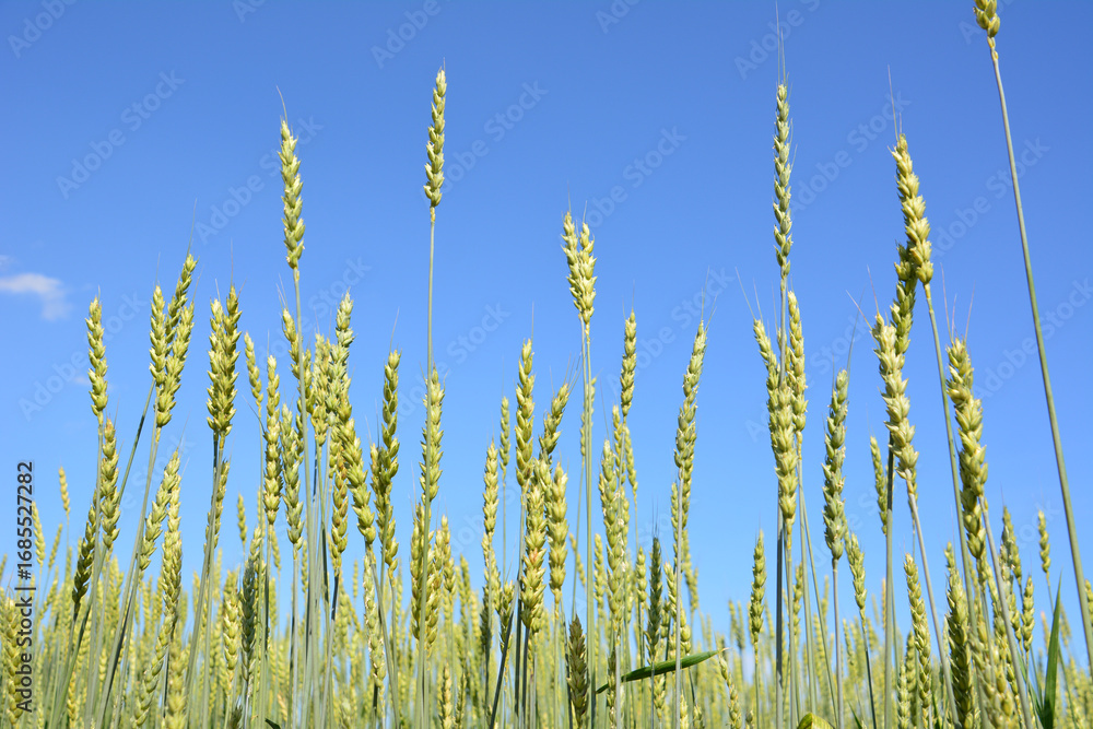 Fototapeta premium Wheat Field Reaching for the Blue Sky wallpaper