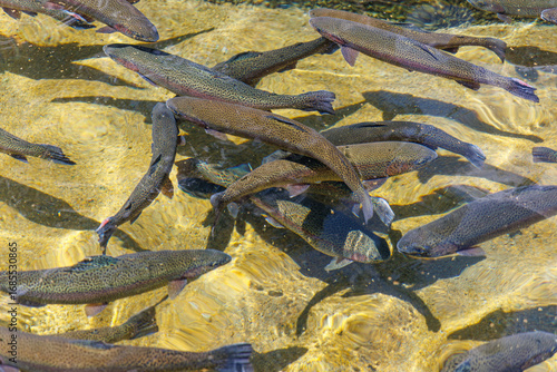 Rainbow Trout at a fish hatchery
