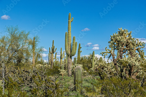 A vibrant desert scene showcases towering saguaro cacti against a clear blue sky. The diverse forms of the cacti create a dynamic composition. Pinal County, Florence, Arizona, USA.