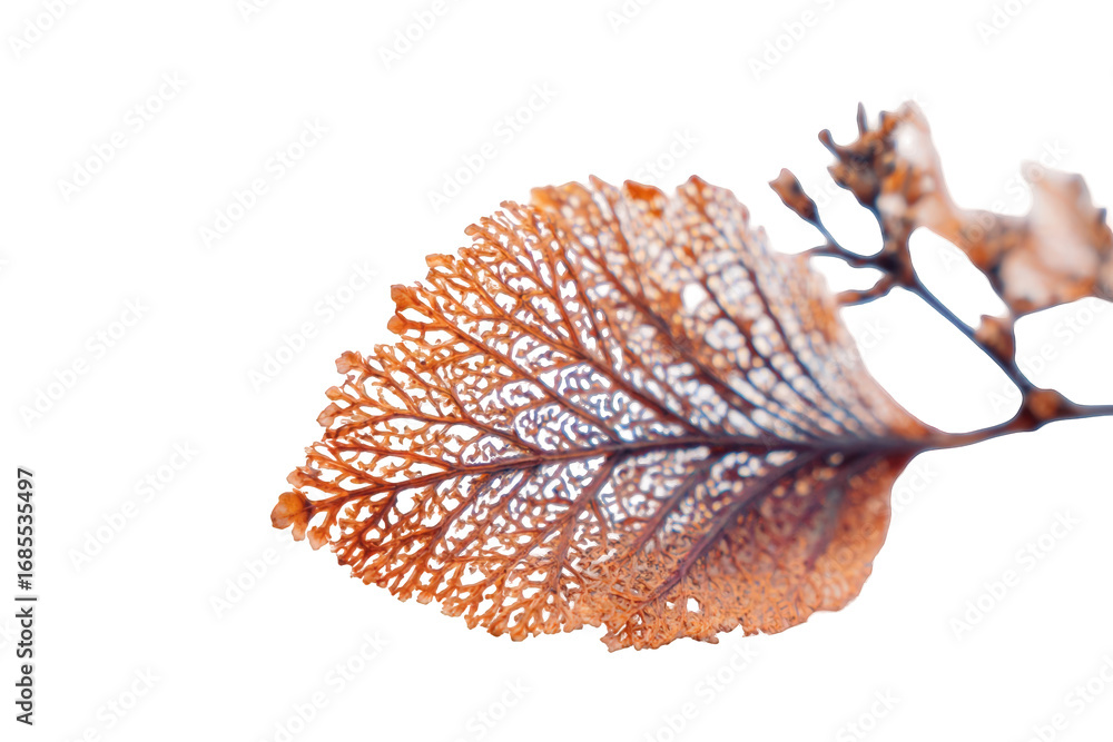 Obraz premium Detailed close-up of a leaf's intricate, lacy veins