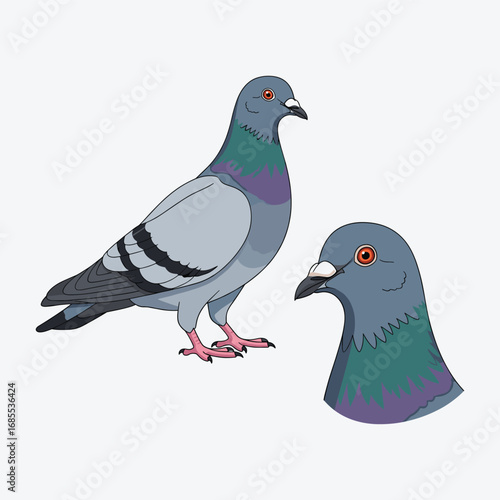 Pigeon Illustration Fullbody and Head