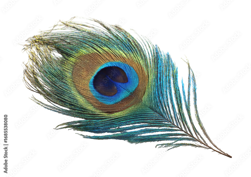 Fototapeta premium Close-up of a peacock feather