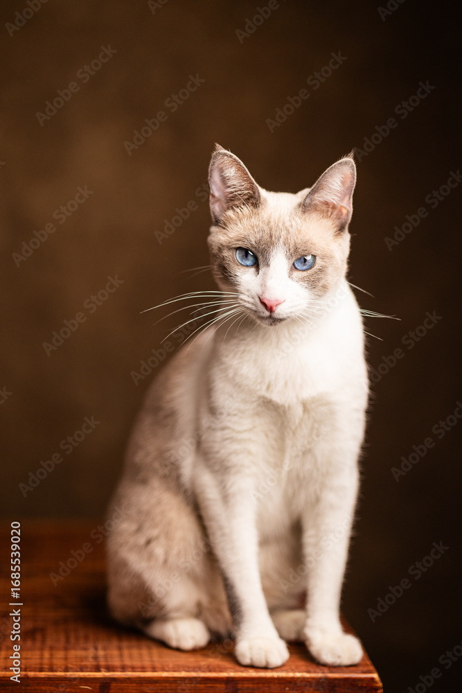 Fototapeta premium gata ojos azules