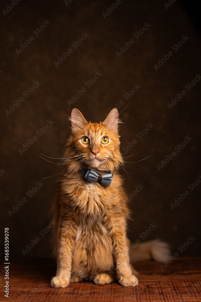 Fototapeta premium gato naranja con moño
