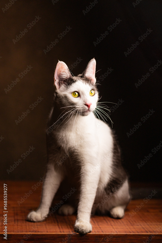 Fototapeta premium gato blanco cachorro