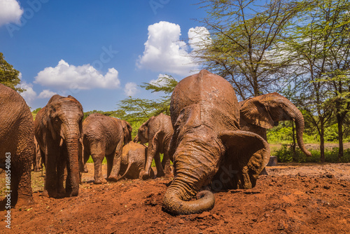 Φωτογραφία Baby elephants orphans playing in the red mud, Kenya