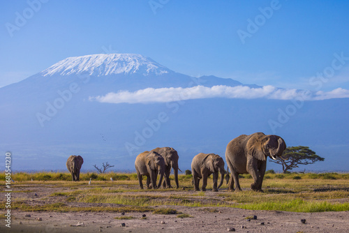 Foto Herd of elephants under Kilimanjaro from Amboseli