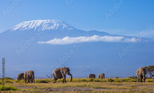Photography Herd of elephants under Kilimanjaro from Amboseli