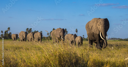 Photography Herd of elephants - mothers with babies in Amboseli, Kenya