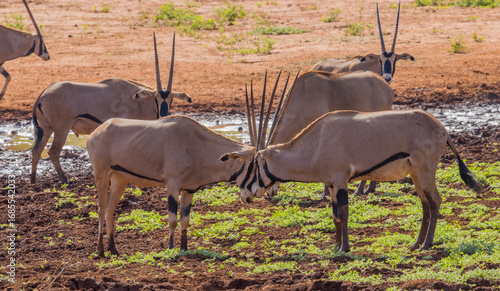 Canvas Print Fighting Beisa oryxes in Tsavo West, Kenya