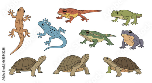 Collection of reptiles and amphibians showing diversity of cold blooded creatures