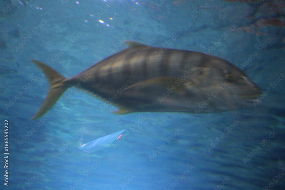 Fototapeta premium shark in aquarium