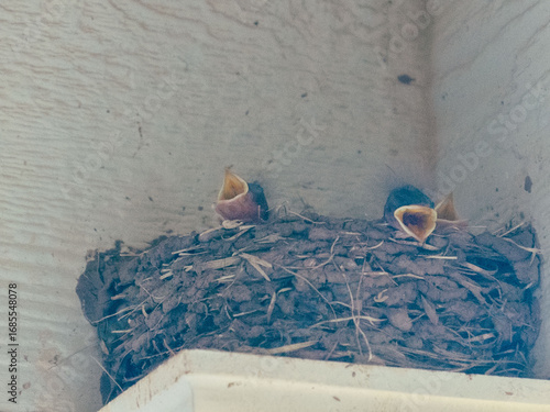 Canvas Print Barn Swallow nest with young birds inside