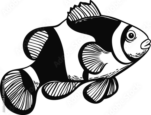 Black and white sketch illustration of a clownfish with detailed fin patterns. Vector illustration
