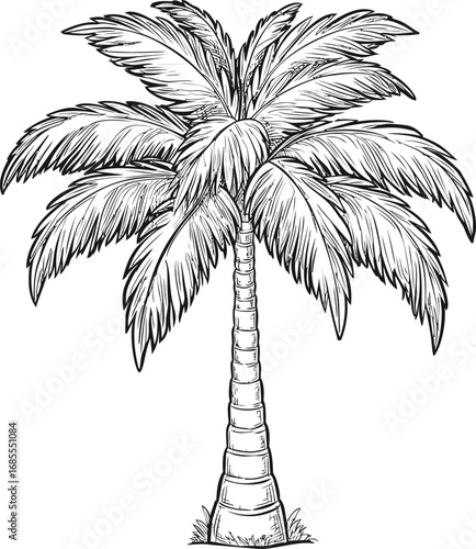 Detailed black and white illustration of a palm tree sketch with lush leaves. Vector illustration