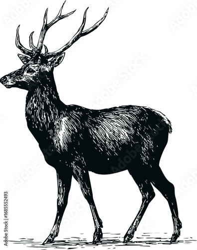 Black and white illustration of a standing deer with antlers, ink drawing. Vector illustration