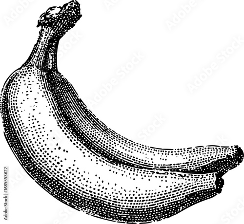 Vintage engraved illustration of a banana with detailed black ink shading. Vector illustration