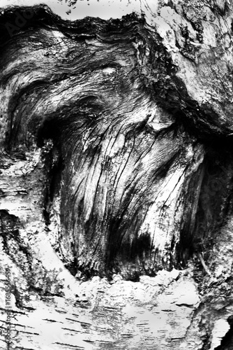 Tree bark and knot