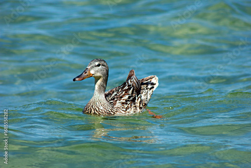 duck on the lake