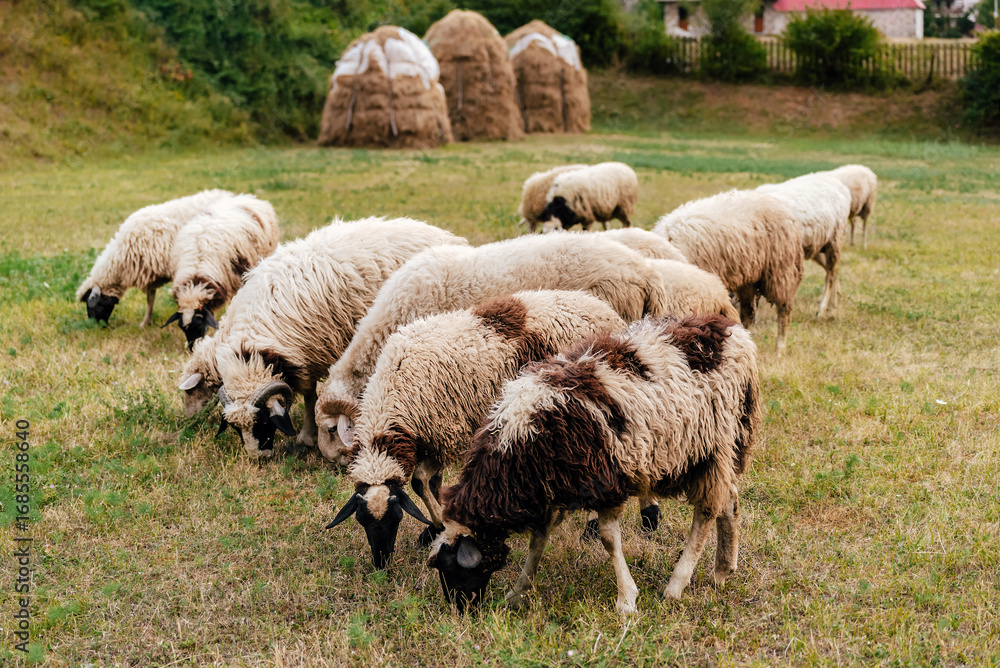 Fototapeta premium Flock of Sheep Gazing in Green Summer Pasture