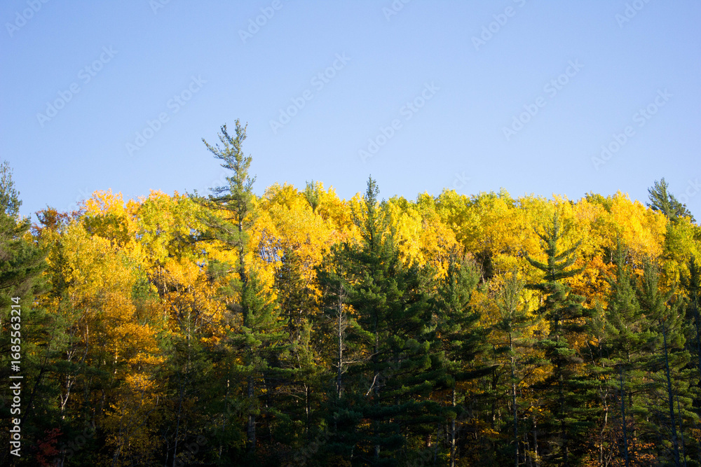 Fototapeta premium Fall treeline