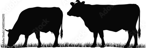 Silhouette vector illustration of two cows grazing and standing on grass, farm cattle livestock artwork for ranch, dairy, beef, pasture, and agriculture design
