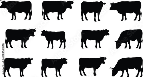 Silhouette vector illustration set of cows in different standing and grazing poses, black cattle livestock animal shapes collection for farm, ranch, dairy, and pasture design