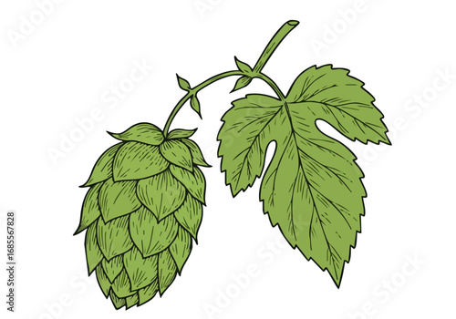 Detailed illustration of a hop cone and leaf, showcasing a natural, botanical aesthetic. Perfect for craft beer, brewing, or nature-themed designs. Clean, modern style.