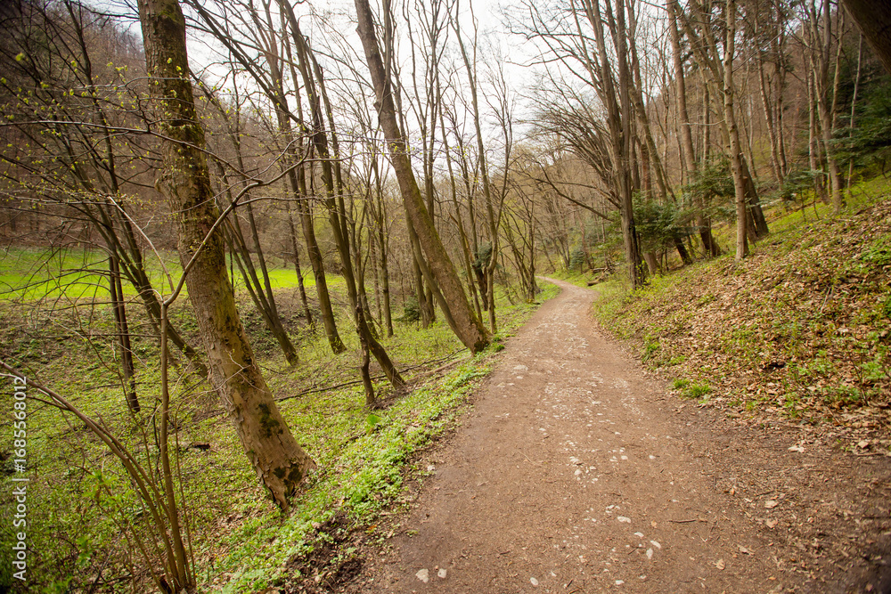 Obraz premium Road in a forest in Dolina Będkowska, Jura Krakowsko-Częstochowska, Poland