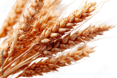 Close-up of wheat ears. Golden wheat stalks, detailed