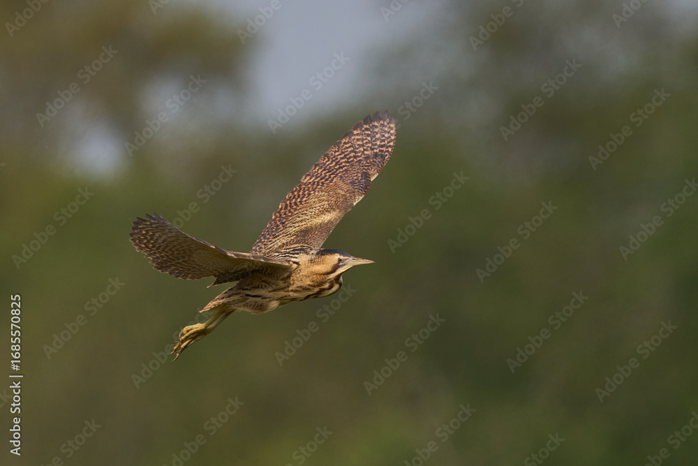 Obraz premium Bittern (Botaurus Stellaris) flying over the reedbeds of the Somerset Levels in Somerset, United Kingdom.