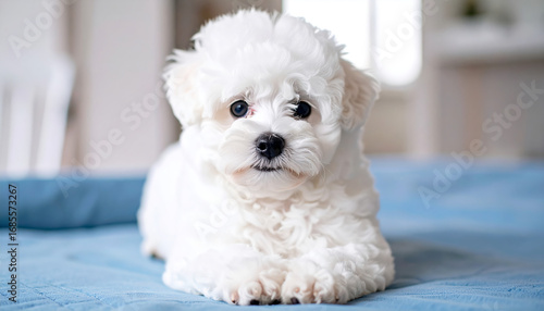 Close-up of a beautiful and cute Bichon Bear puppy
