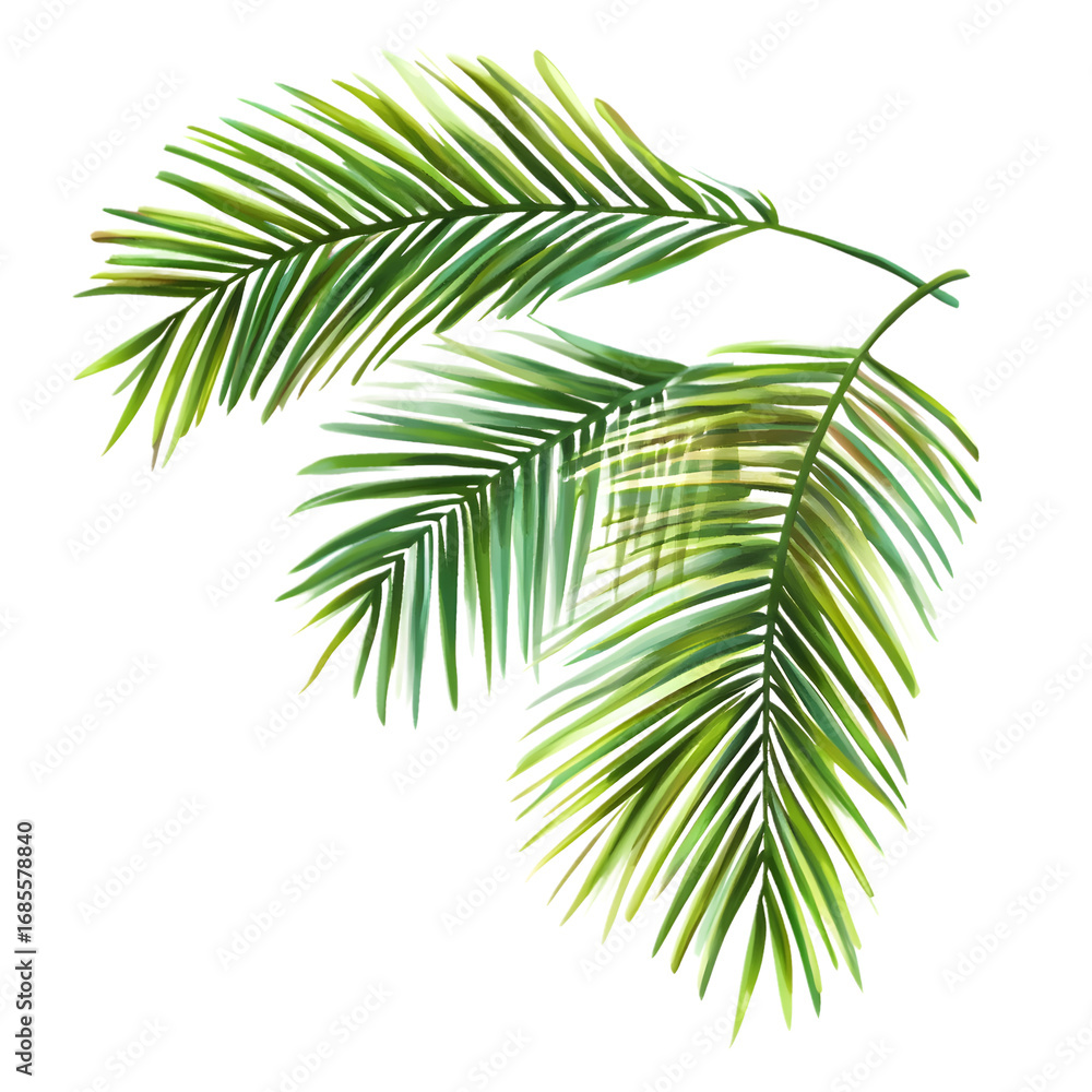Fototapeta premium Green palm branches isolated on a transparent background.