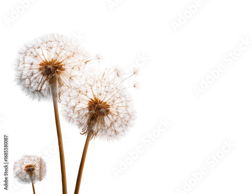 Wallpaper Mural Three dried dandelion seed heads against a black background Torontodigital.ca