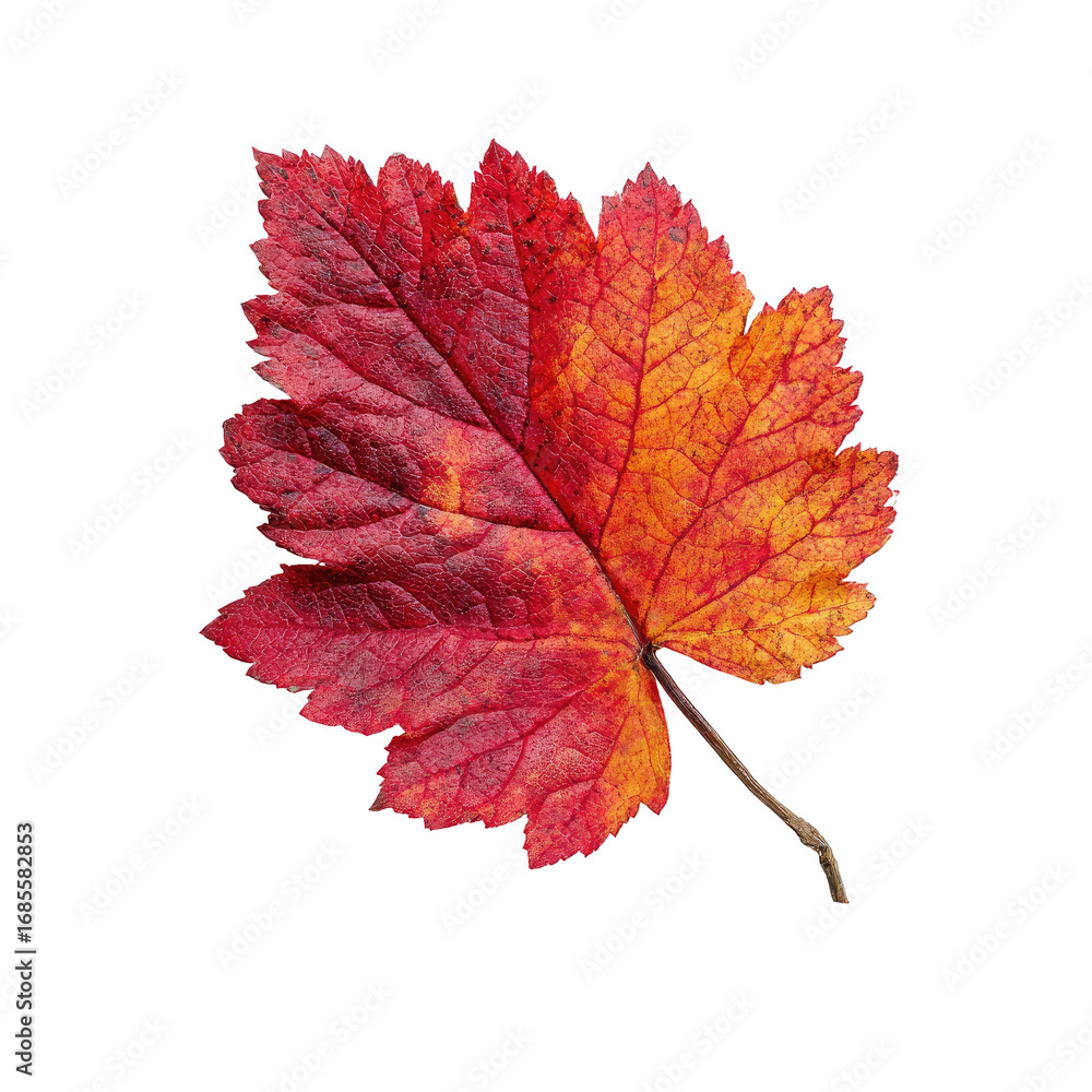 Fototapeta premium Close-up of a vibrant autumn leaf. Crimson and amber hues blend seamlessly across its surface.