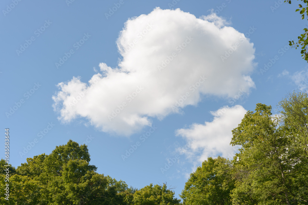 Obraz premium sky and tree