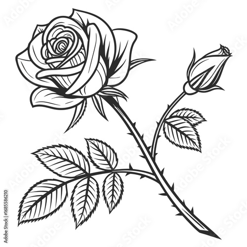 black and white rose vector