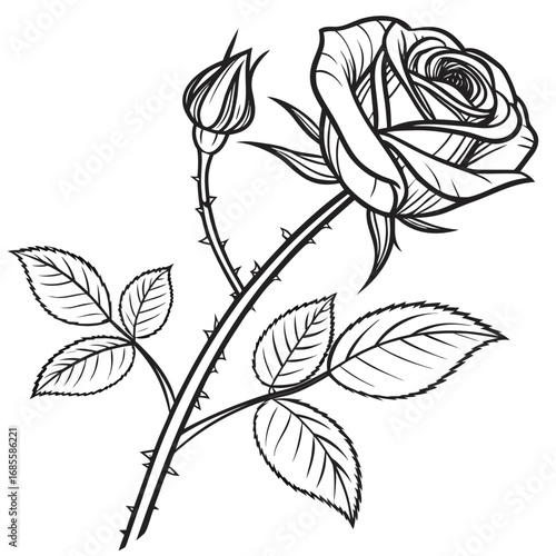 black and white rose