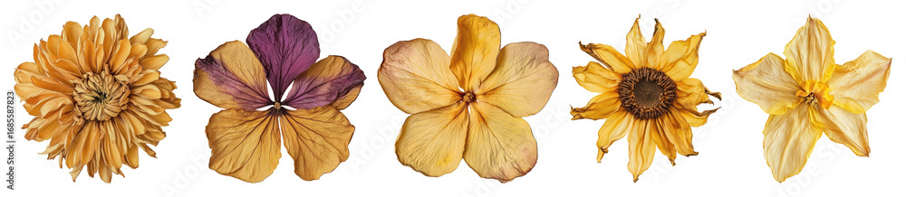 Fototapeta premium PNG Dried flowers vibrant arrangement, element set on transparent background