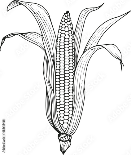 Minimalist corn cob with husk, clear contour, black and white ink line art 1
